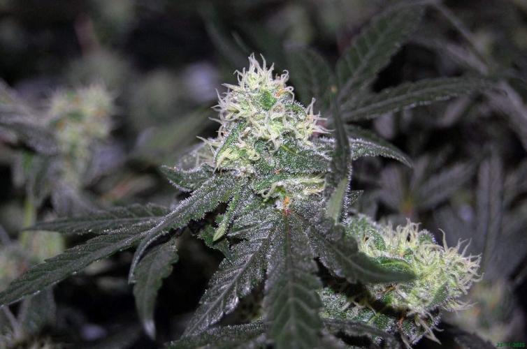 Super Silver Haze 4. Week 9 - 23-11