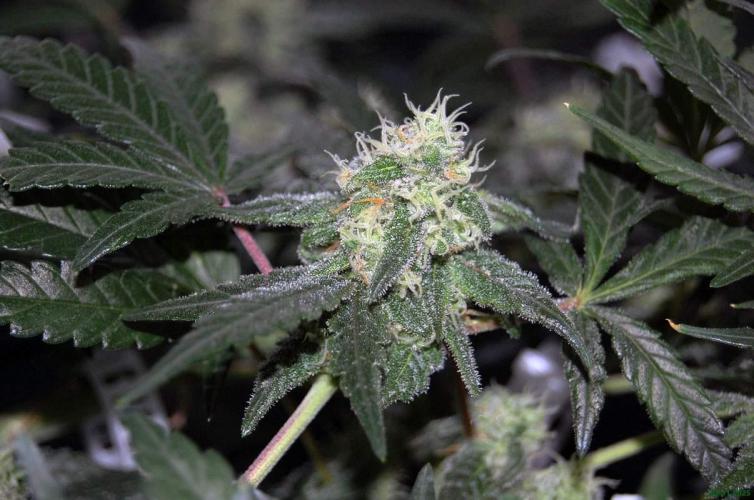 Super Silver Haze 4. Week 9 - 23-11