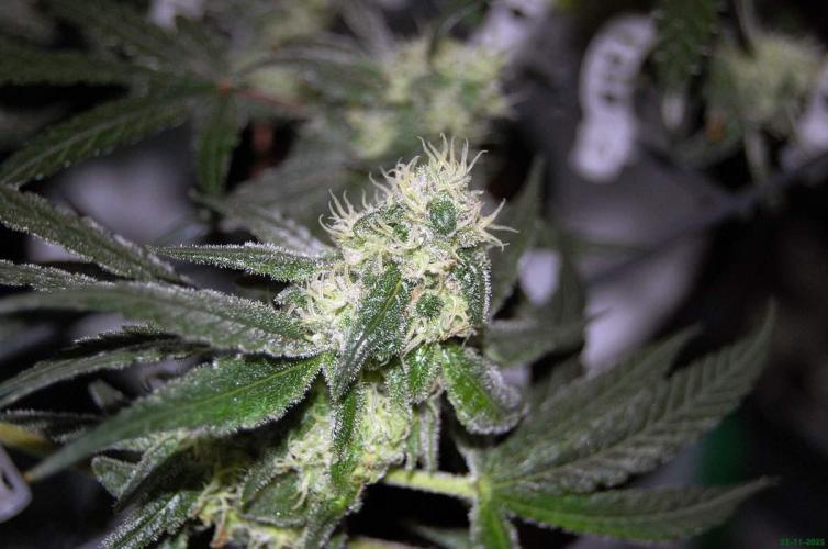 Super Silver Haze 4. Week 9 - 23-11