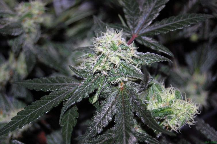 Super Silver Haze 4. Week 9 - 23-11