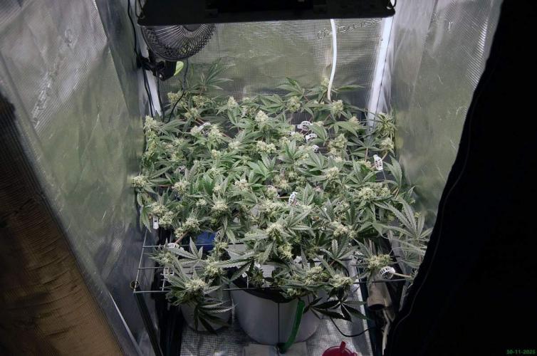 Super Silver Haze 4. Week 10 - 30-11