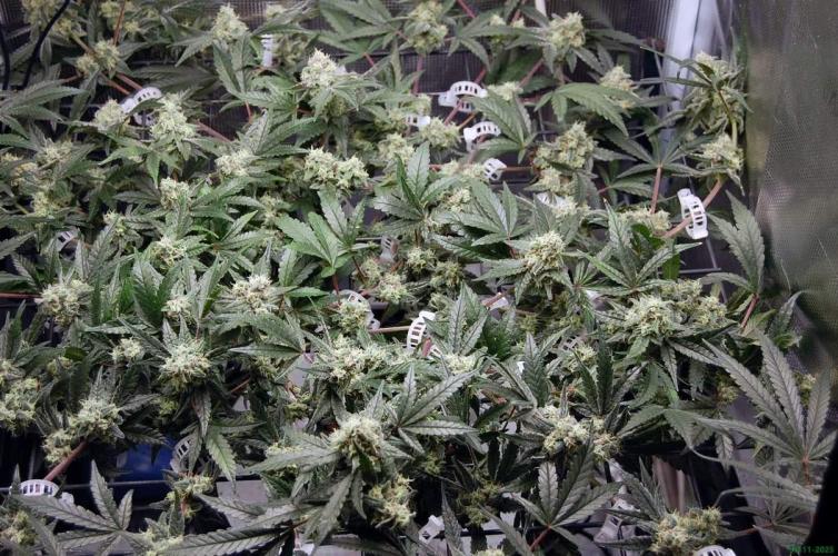 Super Silver Haze 4. Week 10 - 30-11