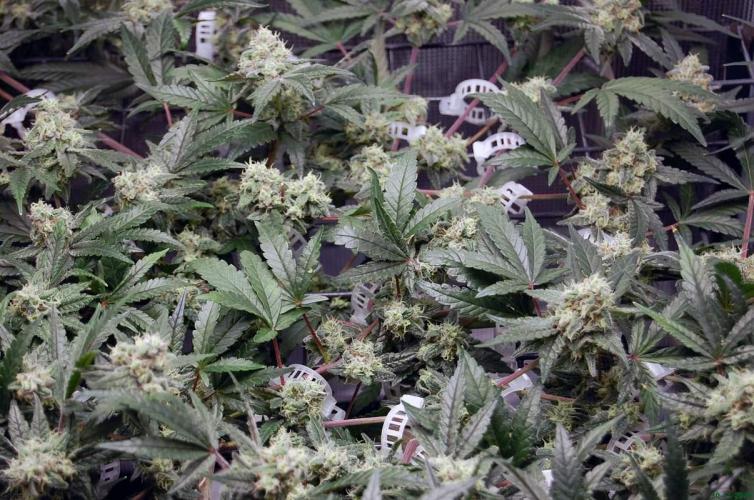 Super Silver Haze 4. Week 10 - 30-11