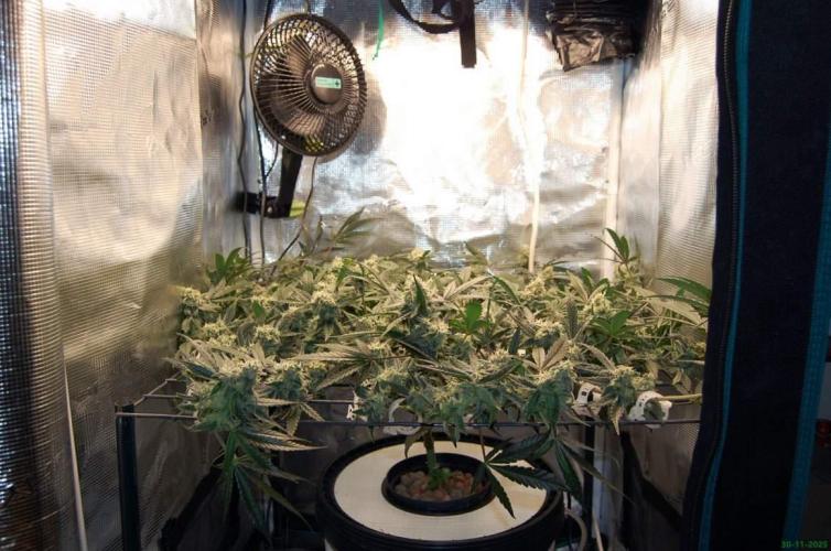 Super Silver Haze 4. Week 10 - 30-11