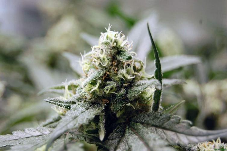 Super Silver Haze 4. Week 10 - 30-11