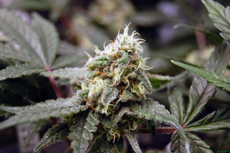 Super Silver Haze 4. Week 10 - 30-11