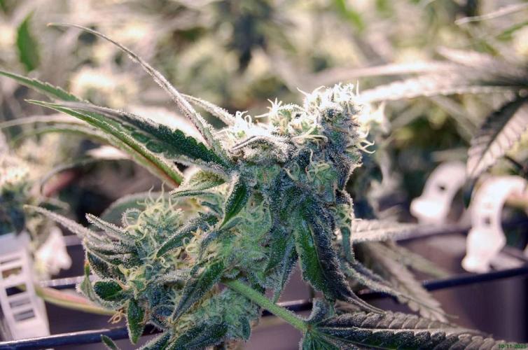 Super Silver Haze 4. Week 10 - 30-11