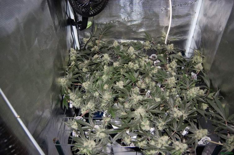 Super Silver Haze 4. Week 10 - 30-11