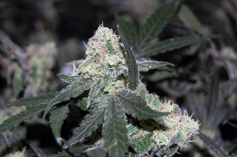 Super Silver Haze 4. Week 10 - 30-11