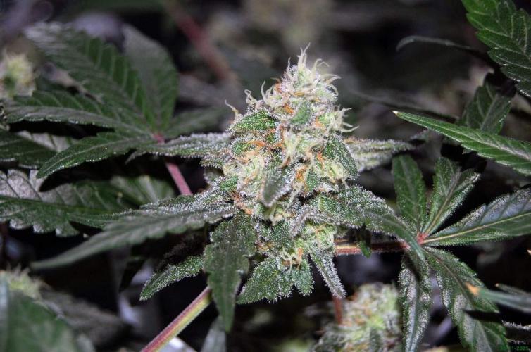 Super Silver Haze 4. Week 10 - 30-11