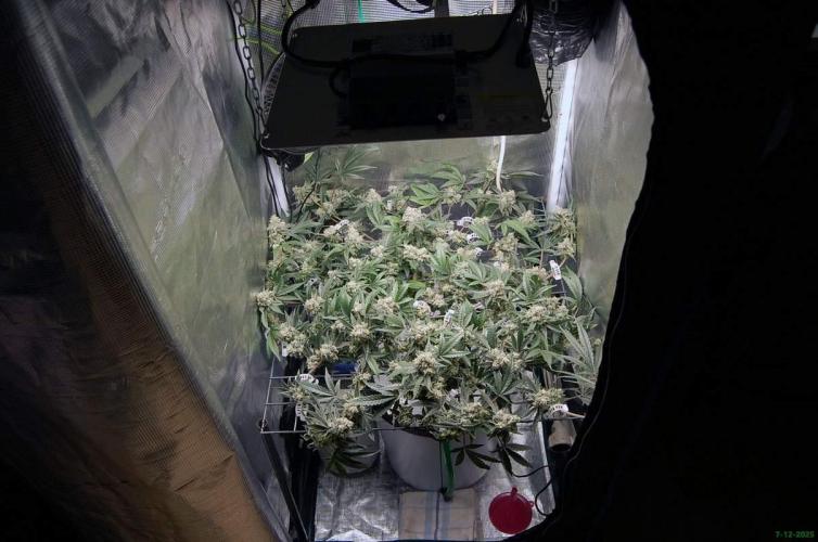 Super Silver Haze 4. Week 11 - 7-12