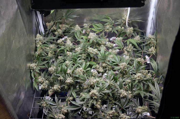 Super Silver Haze 4. Week 11 - 7-12