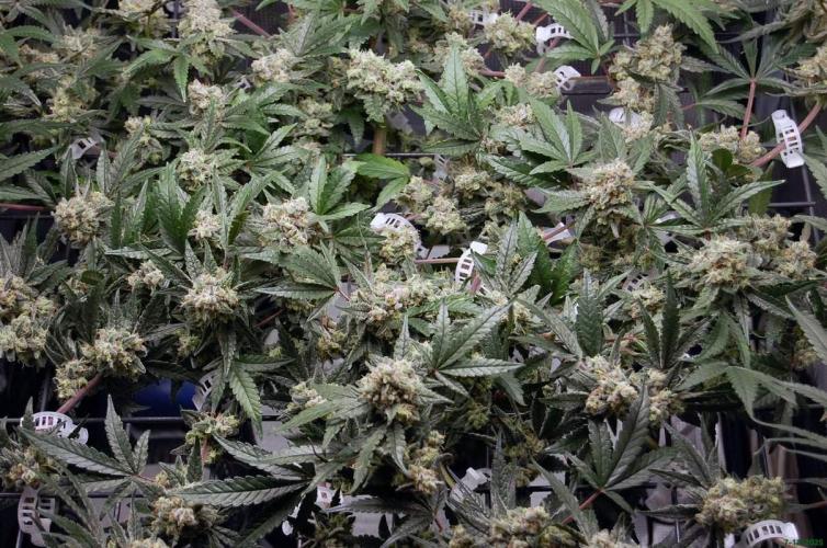 Super Silver Haze 4. Week 11 - 7-12
