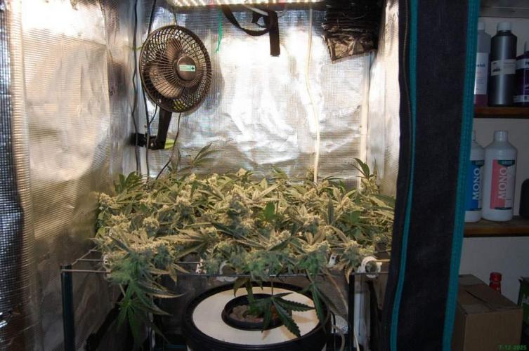 Super Silver Haze 4. Week 11 - 7-12