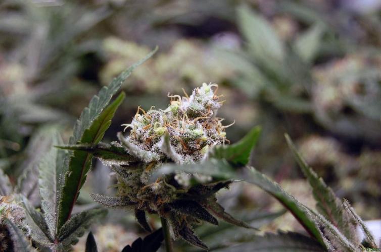 Super Silver Haze 4. Week 11 - 7-12