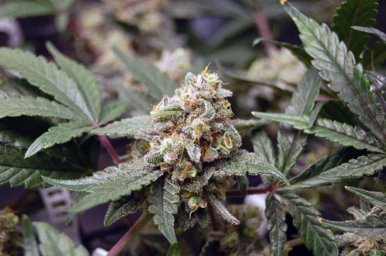 Super Silver Haze 4. Week 11 - 7-12