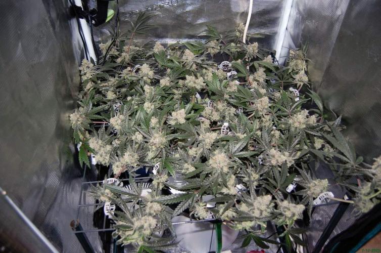 Super Silver Haze 4. Week 11 - 7-12