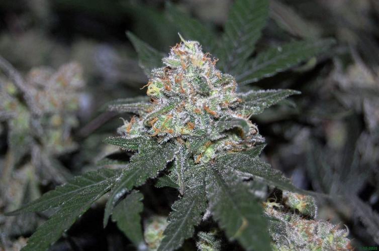 Super Silver Haze 4. Week 11 - 7-12