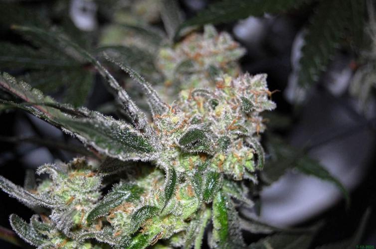 Super Silver Haze 4. Week 11 - 7-12