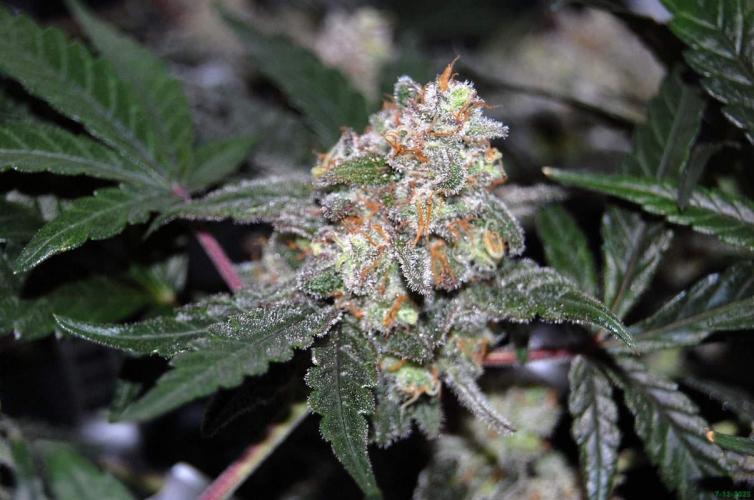 Super Silver Haze 4. Week 11 - 7-12
