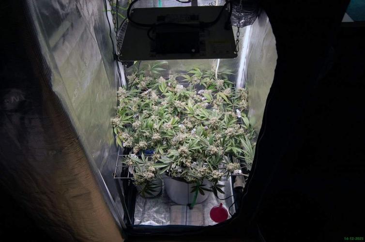 Super Silver Haze 4. Week 12 - 14-12