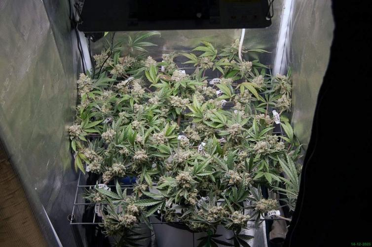 Super Silver Haze 4. Week 12 - 14-12