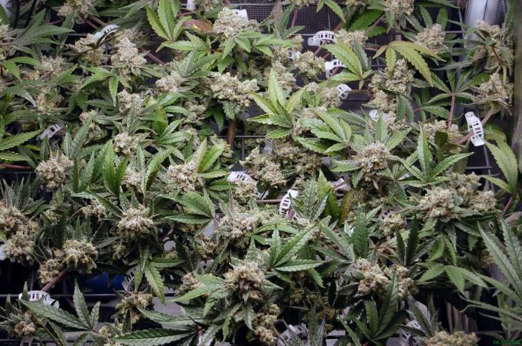 Super Silver Haze 4. Week 12 - 14-12