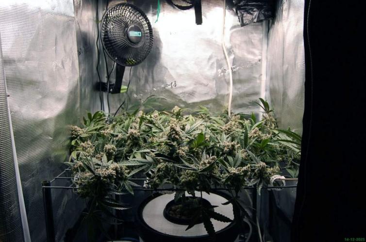 Super Silver Haze 4. Week 12 - 14-12
