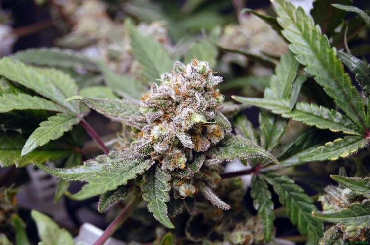Super Silver Haze 4. Week 12 - 14-12