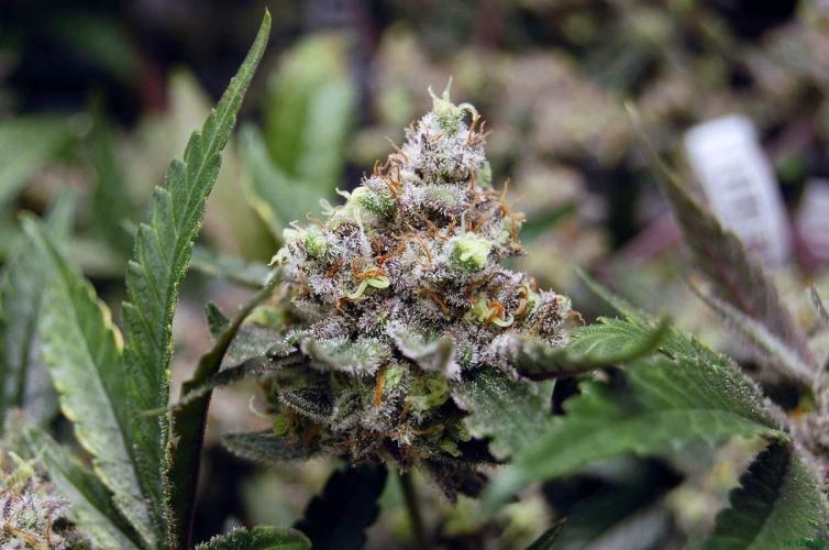 Super Silver Haze 4. Week 12 - 14-12