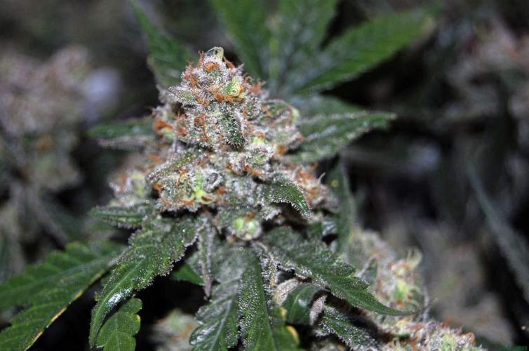 Super Silver Haze 4. Week 12 - 14-12