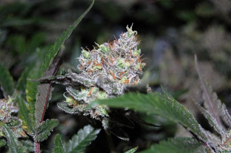 Super Silver Haze 4. Week 12 - 14-12