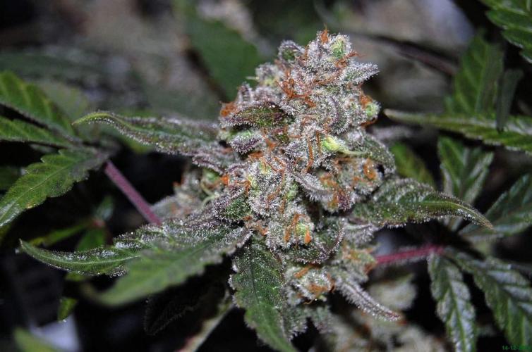 Super Silver Haze 4. Week 12 - 14-12