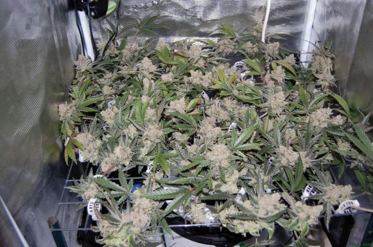 Super Silver Haze 4. Week 12 - 14-12