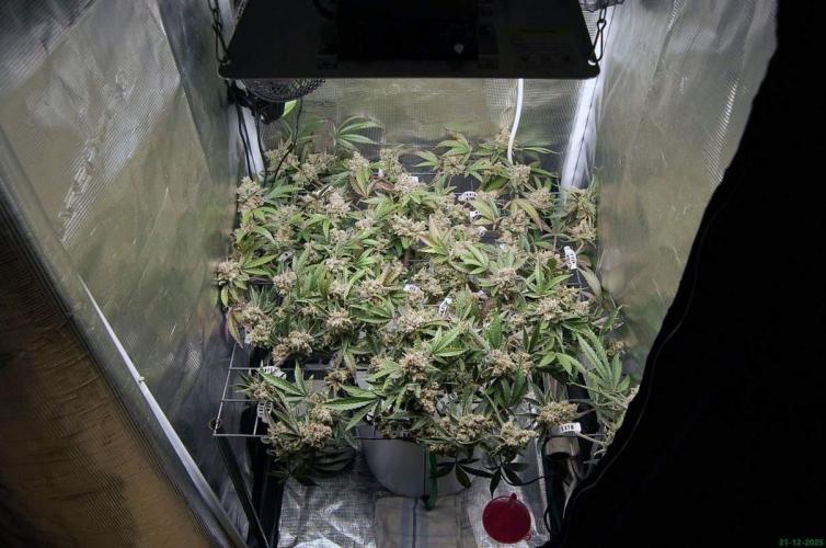 Super Silver Haze 4. Week 13 - 21-12