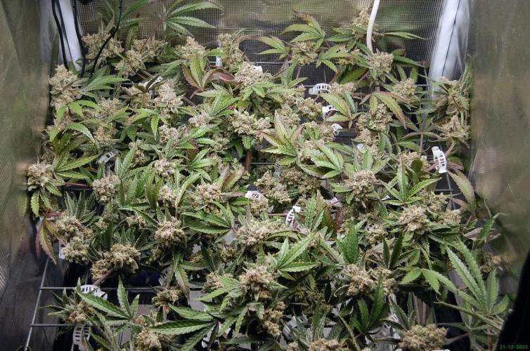 Super Silver Haze 4. Week 13 - 21-12
