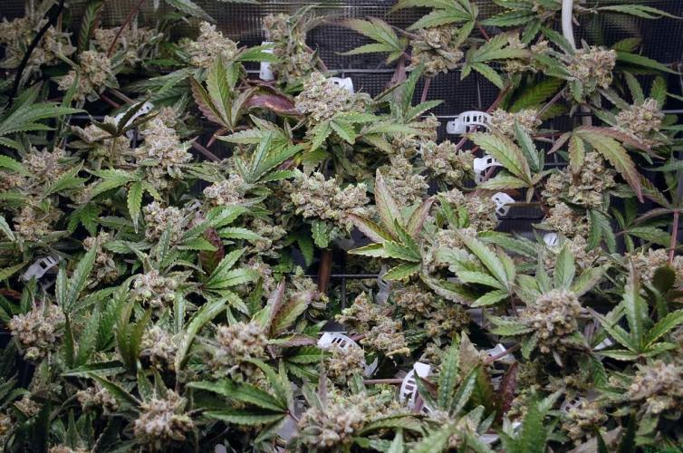 Super Silver Haze 4. Week 13 - 21-12