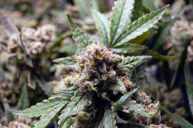Super Silver Haze 4. Week 13 - 21-12