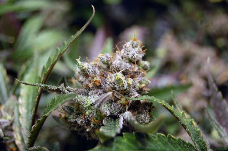 Super Silver Haze 4. Week 13 - 21-12