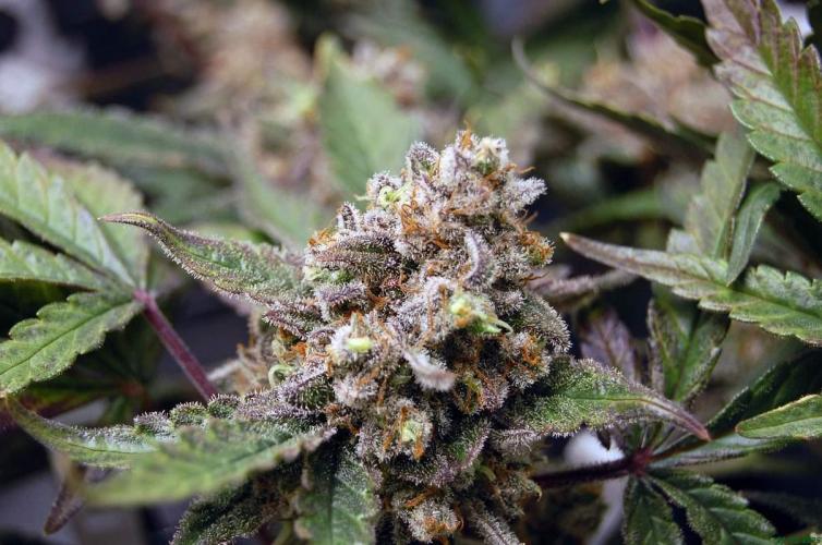 Super Silver Haze 4. Week 13 - 21-12