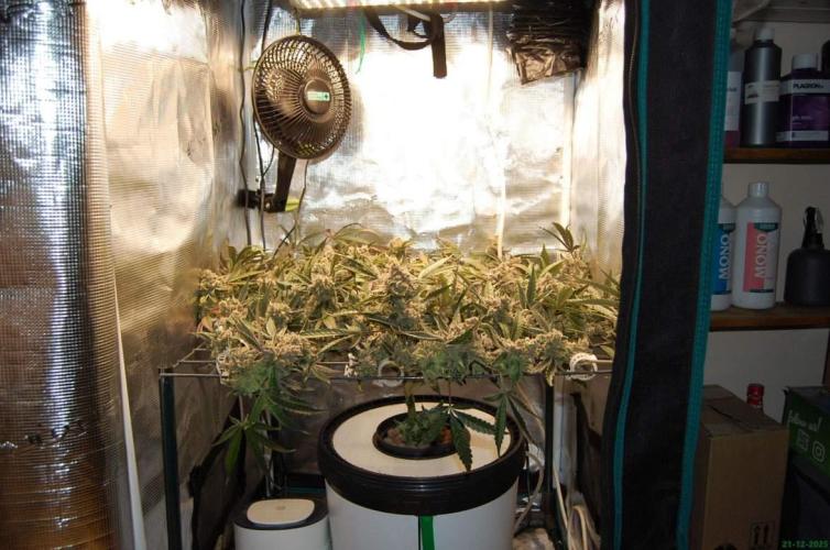 Super Silver Haze 4. Week 13 - 21-12