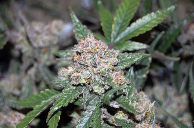 Super Silver Haze 4. Week 13 - 21-12