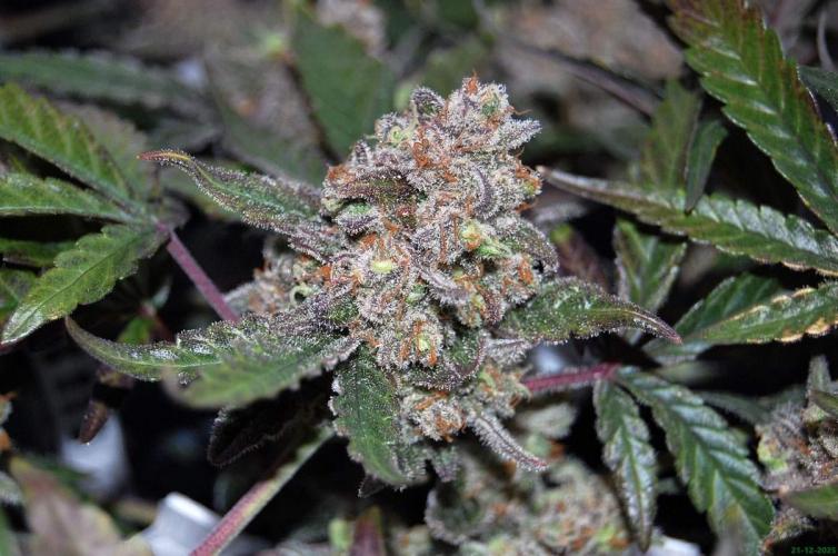 Super Silver Haze 4. Week 13 - 21-12