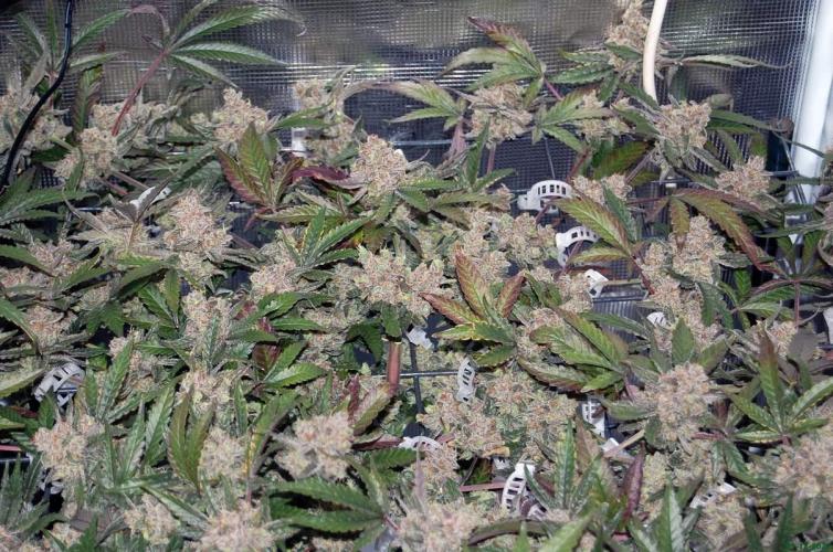 Super Silver Haze 4. Week 13 - 21-12