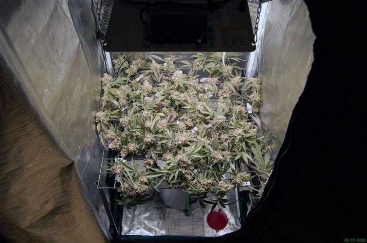 Super Silver Haze 4. Week 14 - 28-12