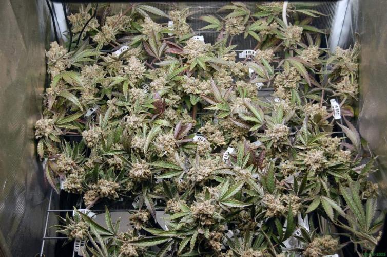 Super Silver Haze 4. Week 14 - 28-12