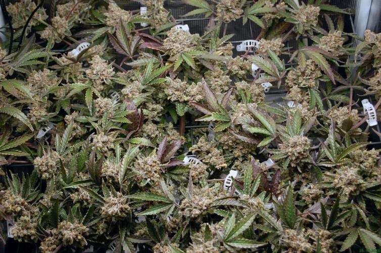 Super Silver Haze 4. Week 14 - 28-12