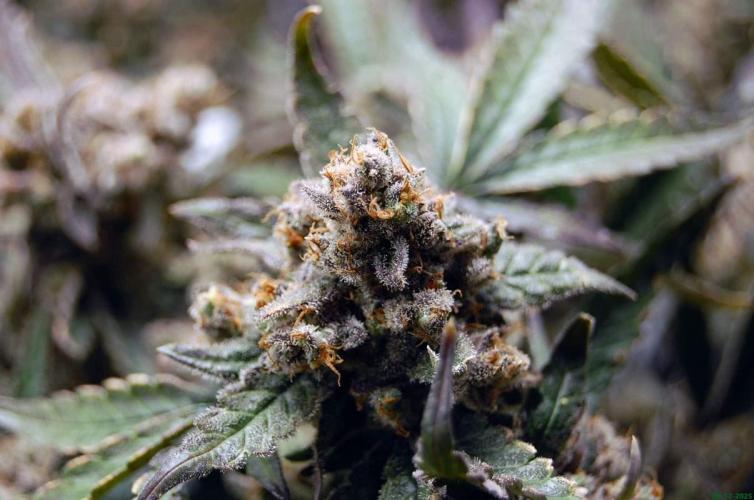 Super Silver Haze 4. Week 14 - 28-12