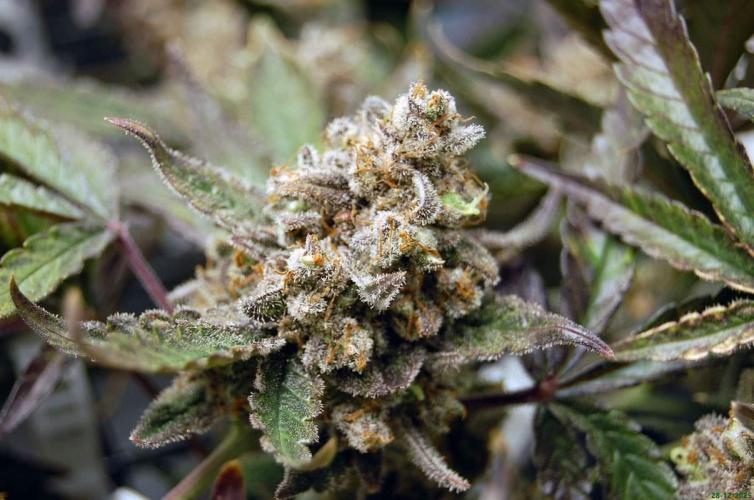 Super Silver Haze 4. Week 14 - 28-12
