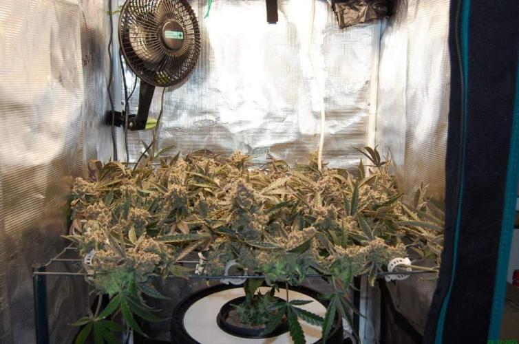 Super Silver Haze 4. Week 14 - 28-12
